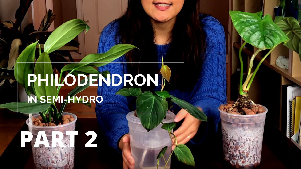 Putting My Philodendron House Plants In Semi Hydroponic | Leca Part 2