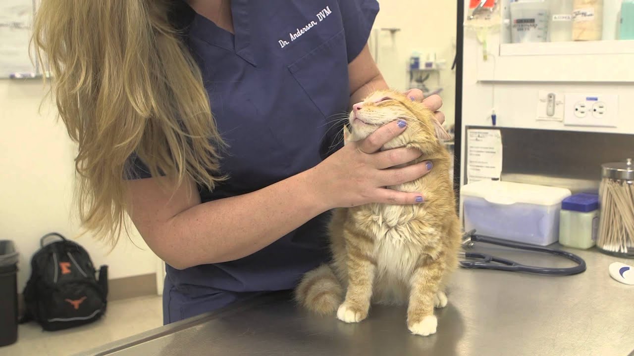 Acute Food Allergies in Cats : General Cat Health