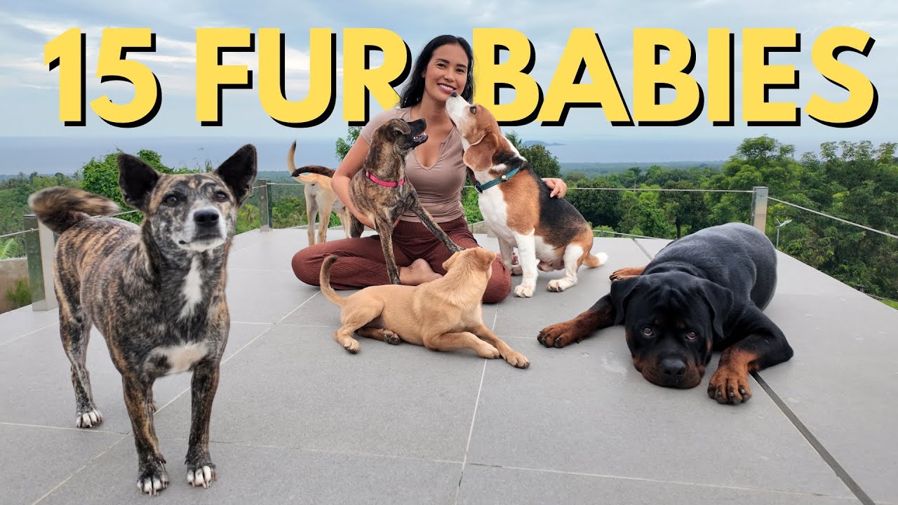 Introducing My Pet Family of 6 Dogs & 9 Cats (Some Are Rescued)