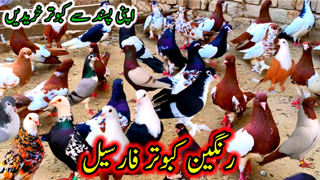 Rangeen Kabootar ForSale | Khal Peshori Shrazi Pigeons | Lambi Pati Wala Rangeen Kabootar #pigeon