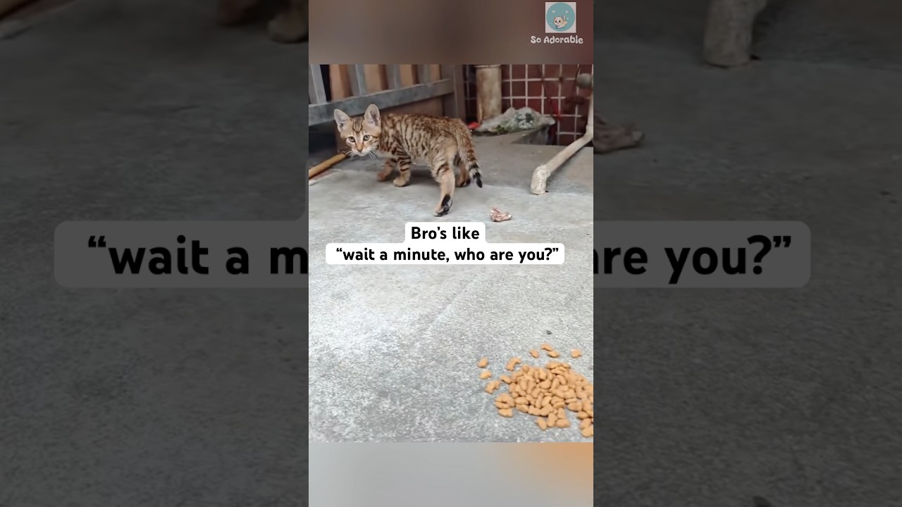 Kitten has 0 survival instinct 😭 #shorts #cat #catlovers