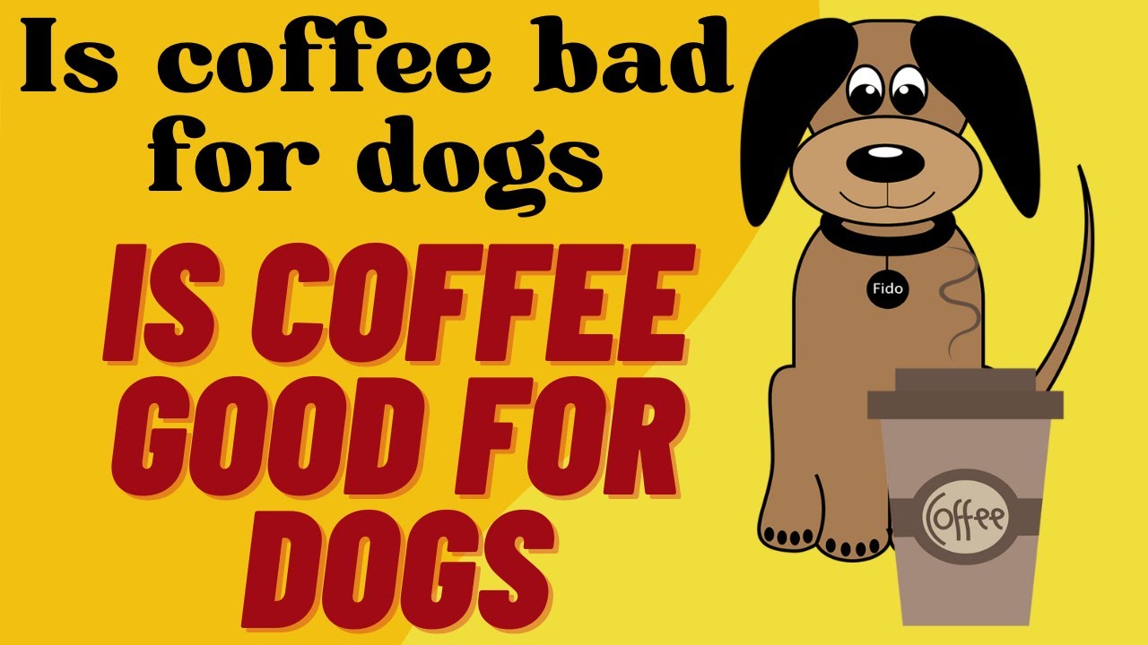 Is coffee bad for dog | Is coffee good for dogs - clear your doubts