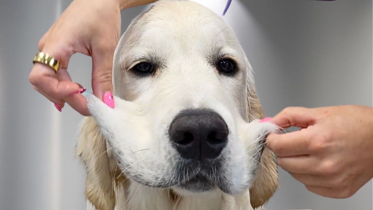 This Golden Retriever Puppy is Hilarious! Clumsy, Spoiled, and Full of Drama 😂