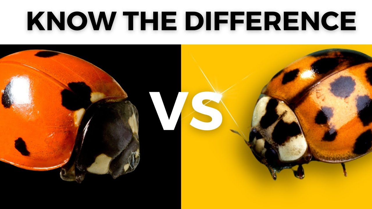 Ladybugs VS Asian Lady Beetles! Know the Difference!