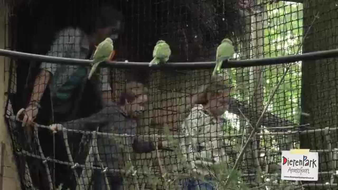 Klim Alles-route in DierenPark Amersfoort