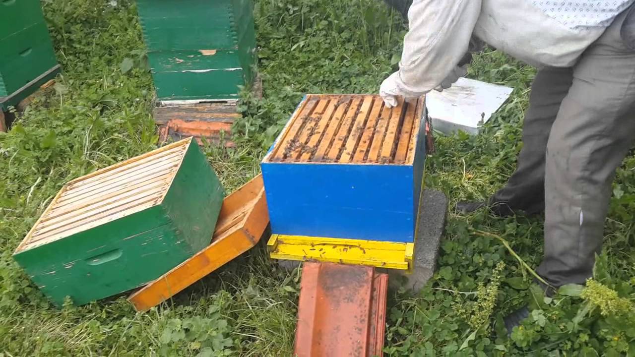 Jetesa e Blet&euml;s (Dokumentar)