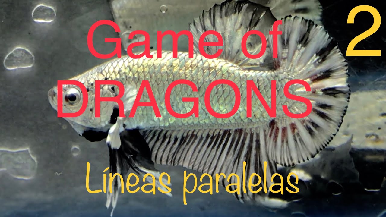 Tutorial cómo hacer una línea DRAGÓN con 1 solo ejemplar (GENÉTICA)