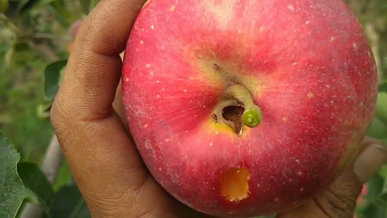 गर्म जलवायु वाले सेब प्रेमियों के लिए HRM99 किस्म पर विस्तृत जानकारी! hot climate apple!