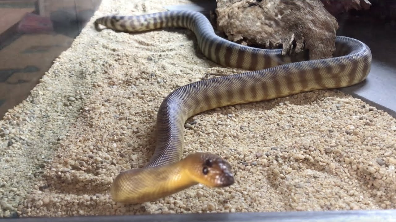Setting up my WOMA Python Enclosure