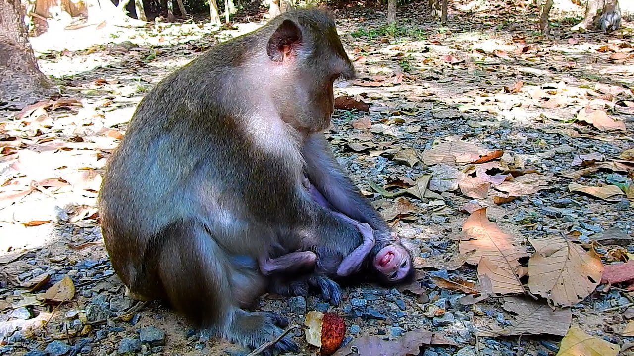 This is The Best Action Moment Anna | @IShowMonkeyTV
