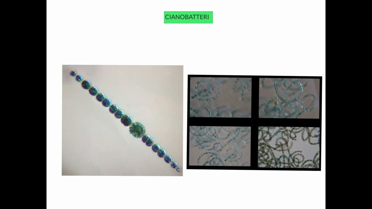 CORSO DI MICROBIOLOGIA GENERALE - LEZIONE 9