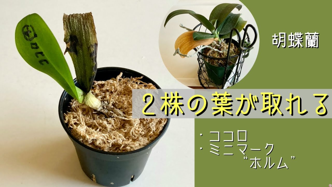 2026年2月3日　胡蝶蘭　葉が取れる症状　緑色の葉と黄色い葉の取れ方　黄色い葉が取れると何かが現れる　花芽🌼5コの《花盛り》になるか？　ココロ　ミニマーク“ホルム”