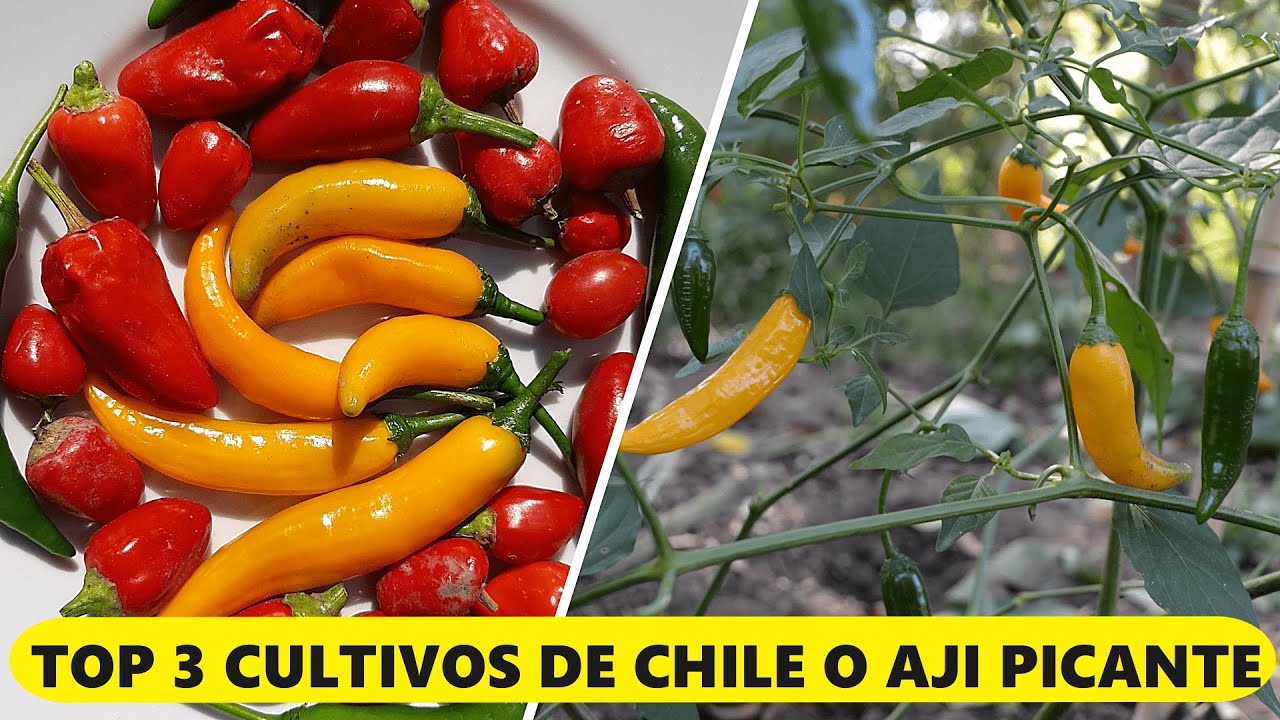 3 Variedades de AJI , CHILE o JALAPEÑOS 🌶 Para SEMBRAR TODO EL AÑO | MUY RESISTENTES ❄☀️