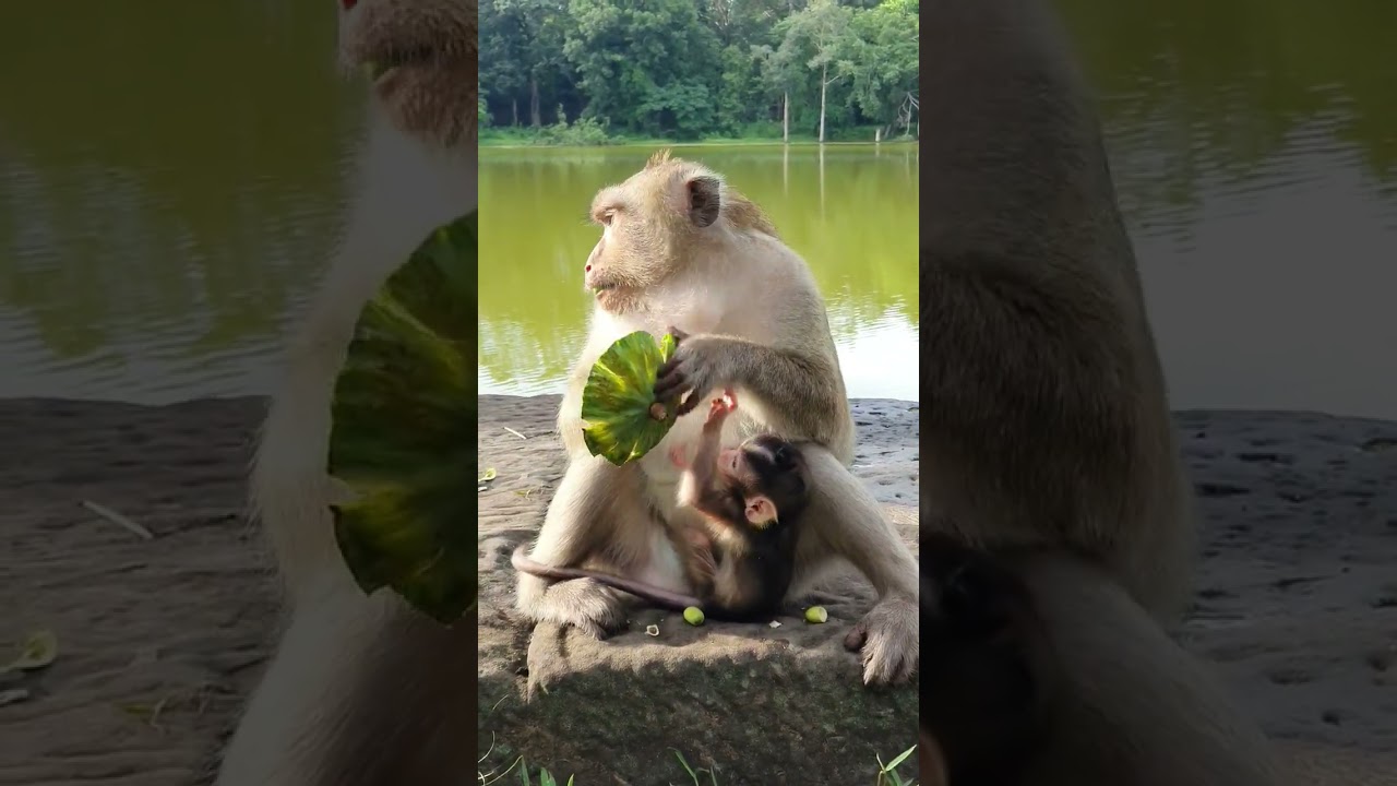 Baby monkey eating Lotus fruit #monkey #monkeyaround #babymonkey #life #monkeylove#babymonkeys #live