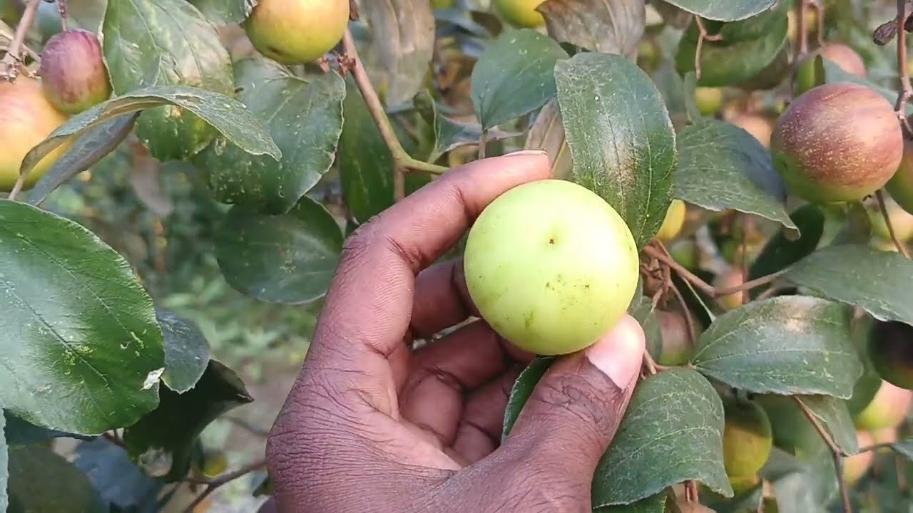 জায়গাকে খালি না রাইখা  বড় আকারের একটি বাগান সাজান বড়ই চাষে অবিশ্বাসী ফলন  বল সুন্দরী বড়ই চাষ