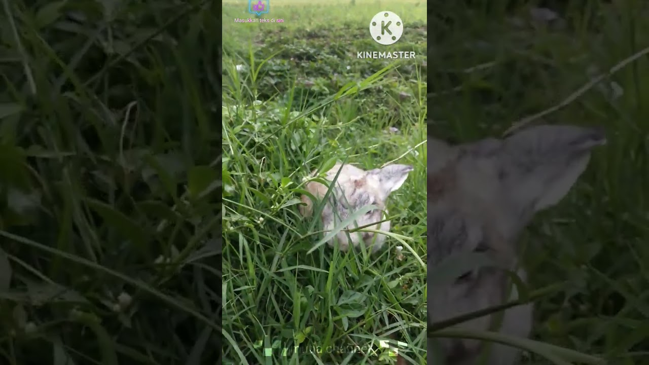 ▀▄▀▄kelinci lucu #ditrendingkan #viralkan #indonesiavillage #cat #kucing #hewan ▄▀▄▀