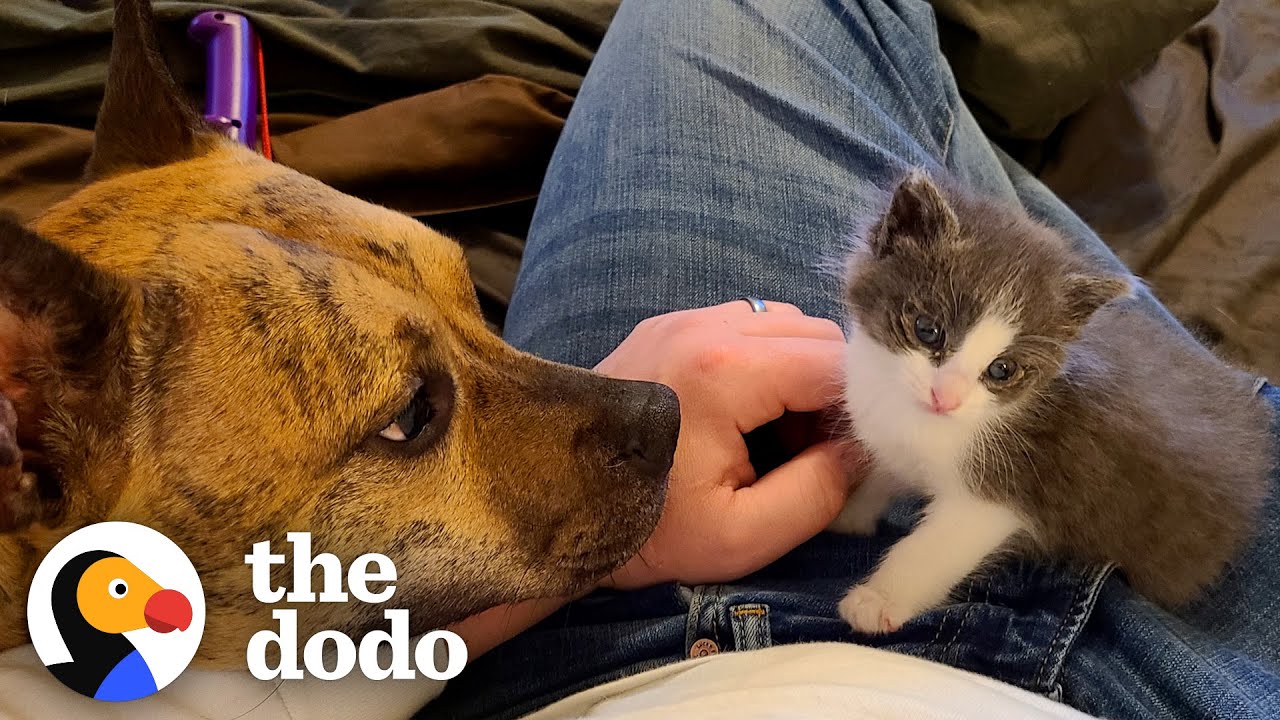 Toddler Hears A 'Mew Mew' In The Sewer | The Dodo