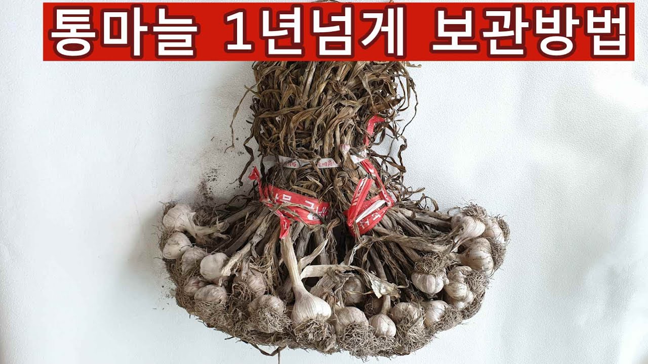 통마늘 1년넘게 싱싱하게 보관하는 방법