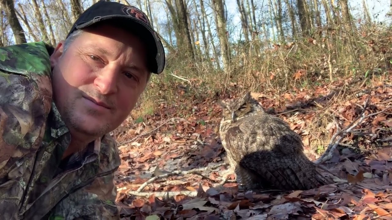 Great Horned Owl rescued!