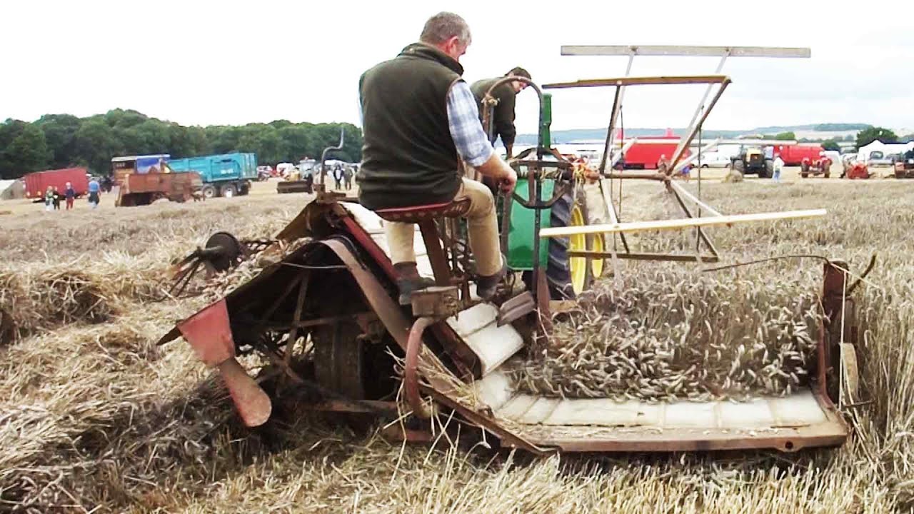 Harvesting wheat by binder