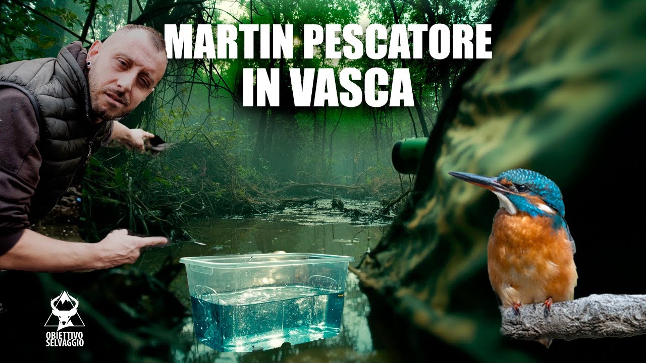 FOTOGRAFARE IL MARTIN PESCATORE IN VOLO -  Documentario