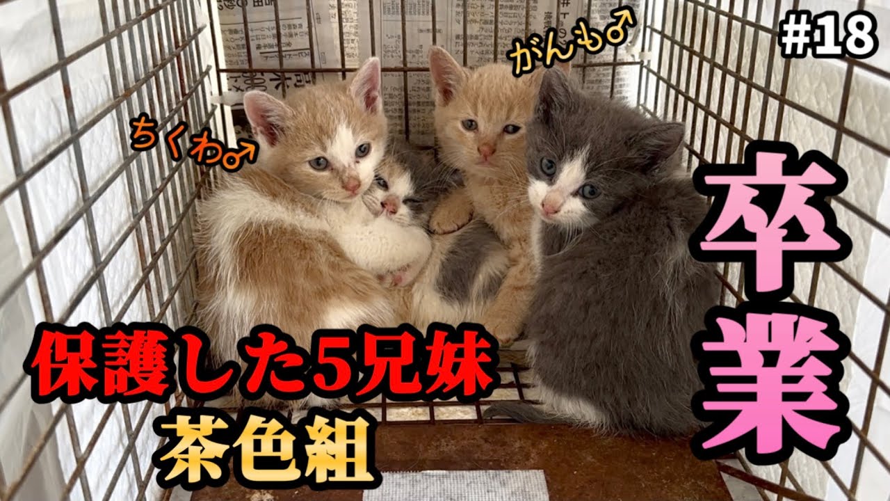 外の世界から「ずっとのお家」へ…生後1ヶ月からみてきた子猫が巣立ちます