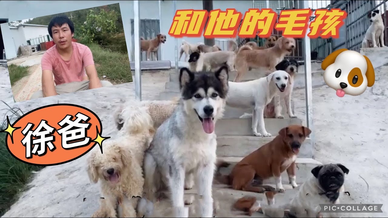 2021-9-23 Stray dogs rescue in Wuhan China 狗狗家园里面住了一个马蜂窝，有拳头大一个里面有好多马蜂，怎么办呢？