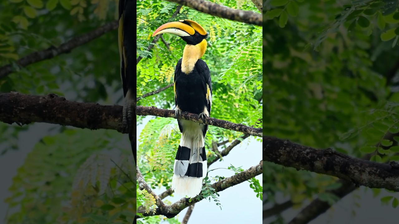 The Majesty of the Great Indian Hornbill