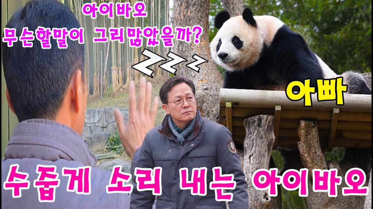 맙소사!!😱 아이바오가 푸루후스빌 위에서 계속 수줍게 소리를 내고 있어요💨👀 걱정되는 마음에 밖으로 나가 몇 시간 동안이나 딸을 달래주시는 강바오 할부지🤔