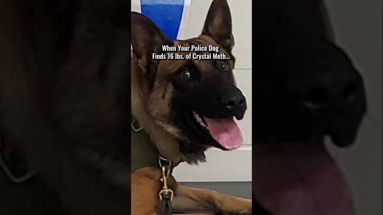 Police Dog Makes MASSIVE Drug Bust 🐺👊💥