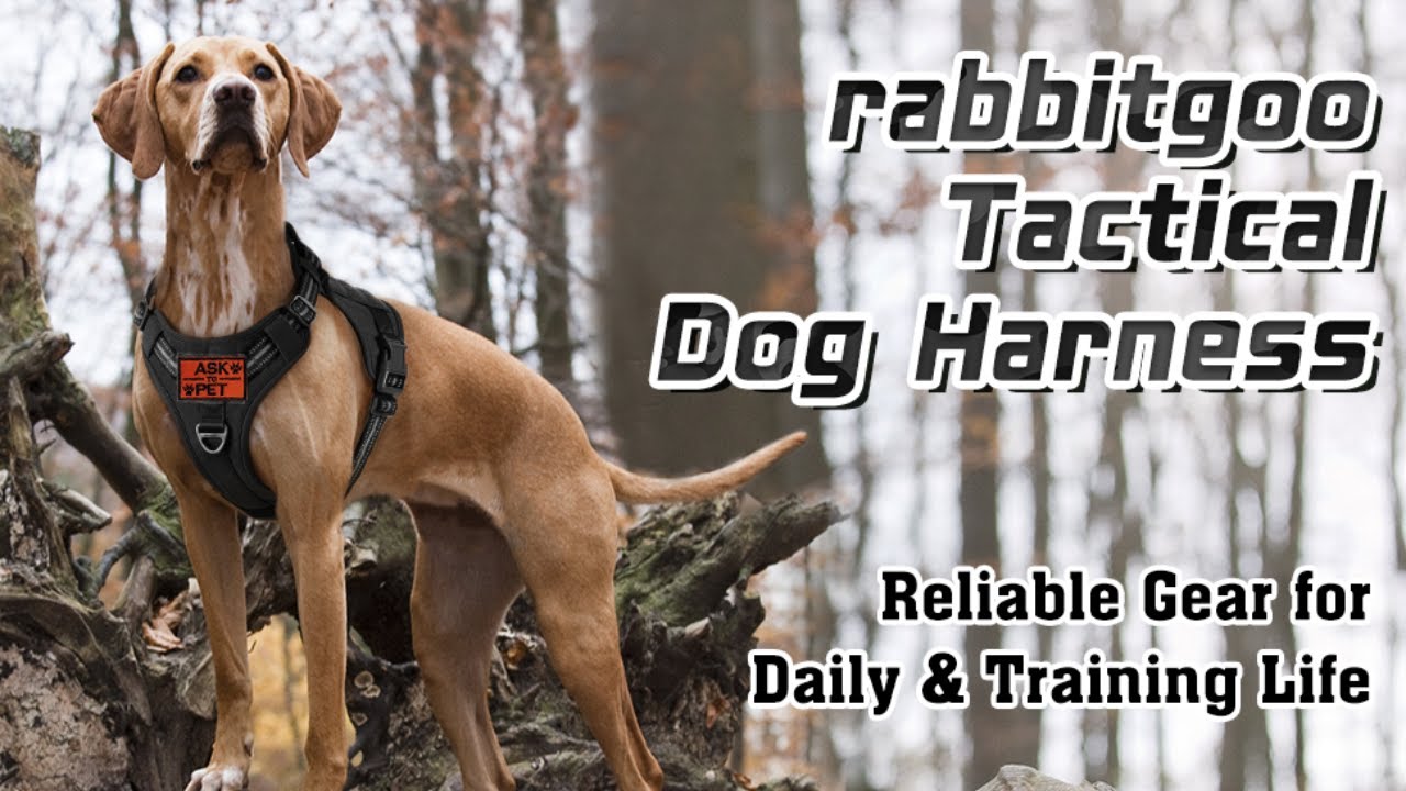 How to Wear A Easy Control Service Dog Harness | Rabbitgoo