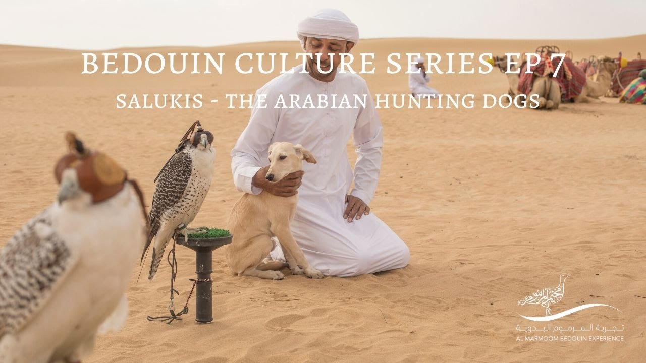 Bedouin Culture Series EP 7: Salukis, The Arabian Hunting Dogs