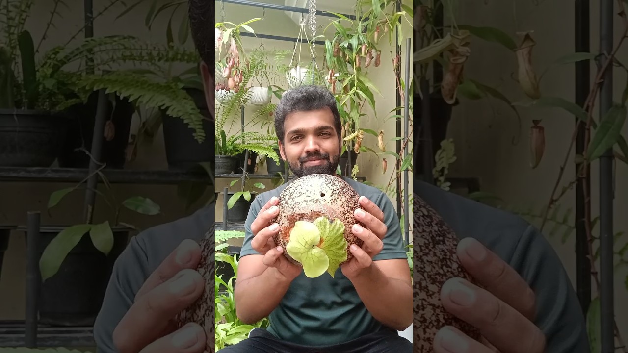 DIY Terracotta Pot Mount For Platycerium | Staghorn Fern Care #platycerium #diy #gardeningtips