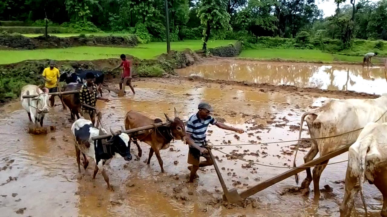 Kokan bhat lavni ( Oni gorulewadi )