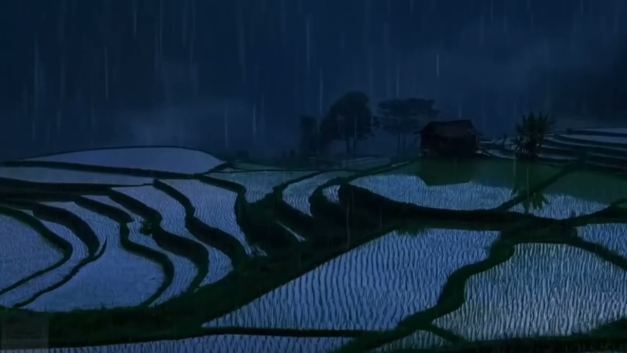 Peaceful Rain in Rice Terraces 🌧️ | Relaxing Night Ambience for Sleep & Study