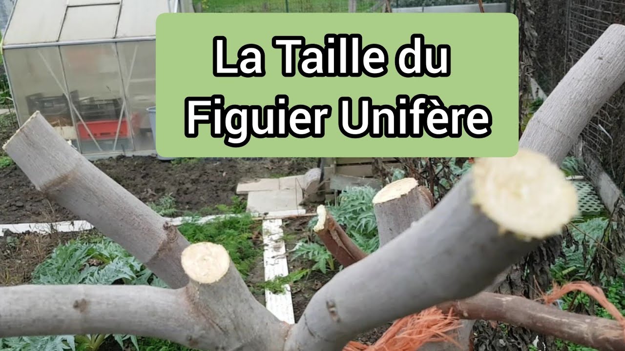 Comment je taille le figuier unifère ?