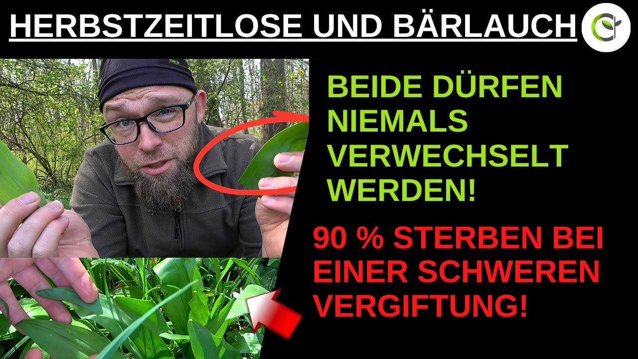 90 % Sterblichkeitsrate - Die Herbstzeitlose und der Bärlauch dürfen niemals verwechselt werden!