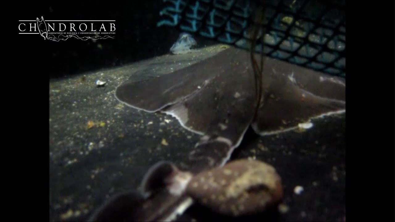 Oviposition, egg laying, oviparity rays Sympterygia Chondrolab
