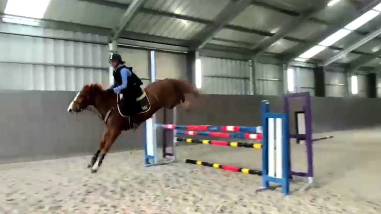 F2- Poney 6ans - 1m46 - Alezan - Saut & Enchainement