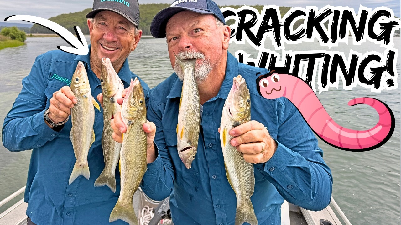 We Had Absolutely EPIC Whiting Fishing!