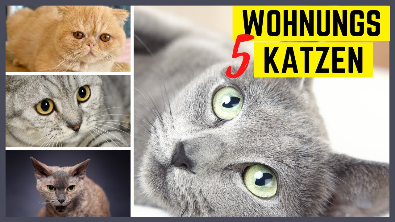 Katzenrassen für die Wohnung – 5 super und 5 furchtbare Katzenrassen für Wohnungshaltung