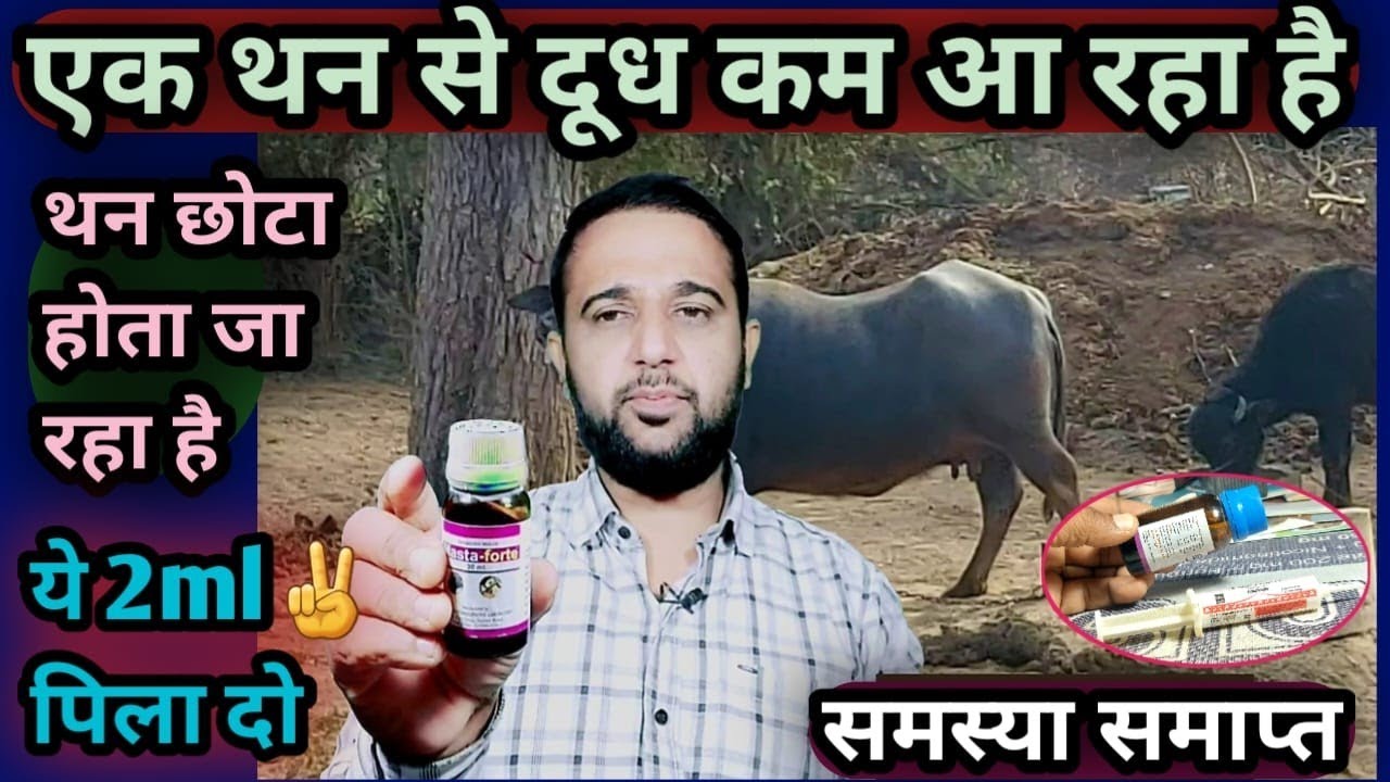एक थन से दूध कम थन छोटा होता जा रहा है||ये 2ml✌️पिला दो समस्या समाप्त Than से Dudh kam kya kare