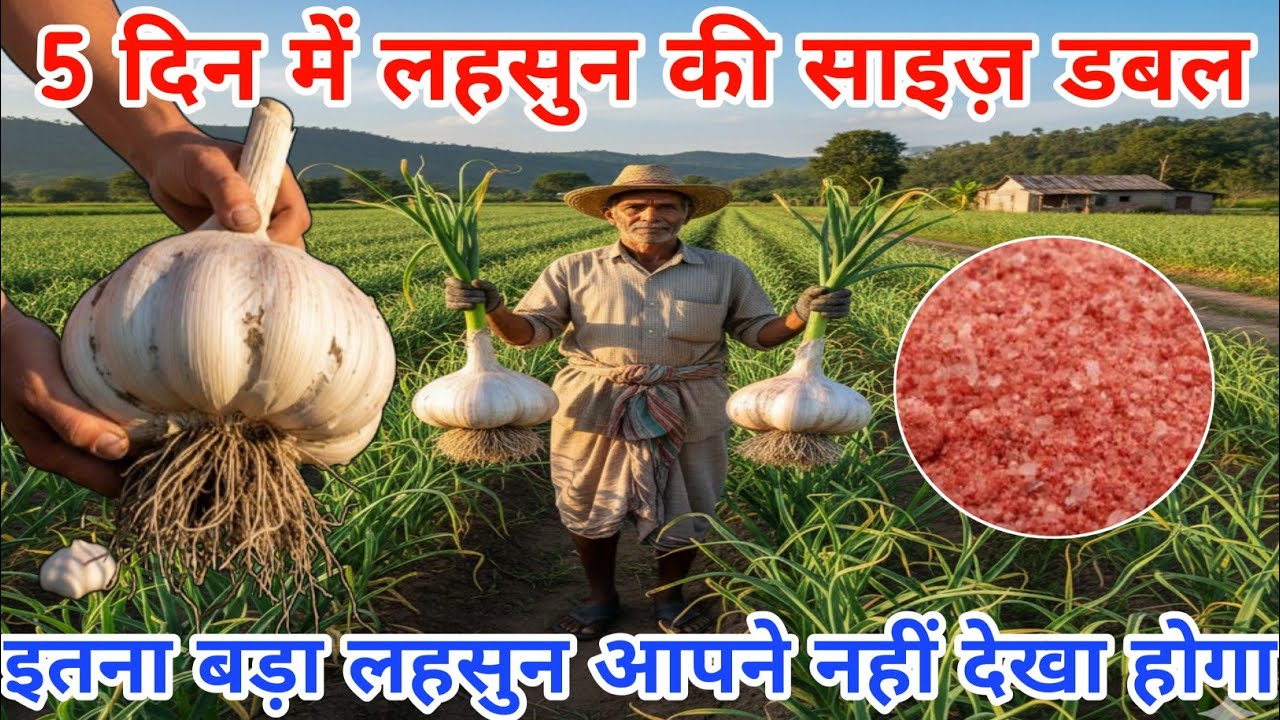 5 दिन में लहसुन की साइज़ डबल होगी, इस विदेशी तरीके से || Lahsun ki size kaise badhayen || Lahsun 