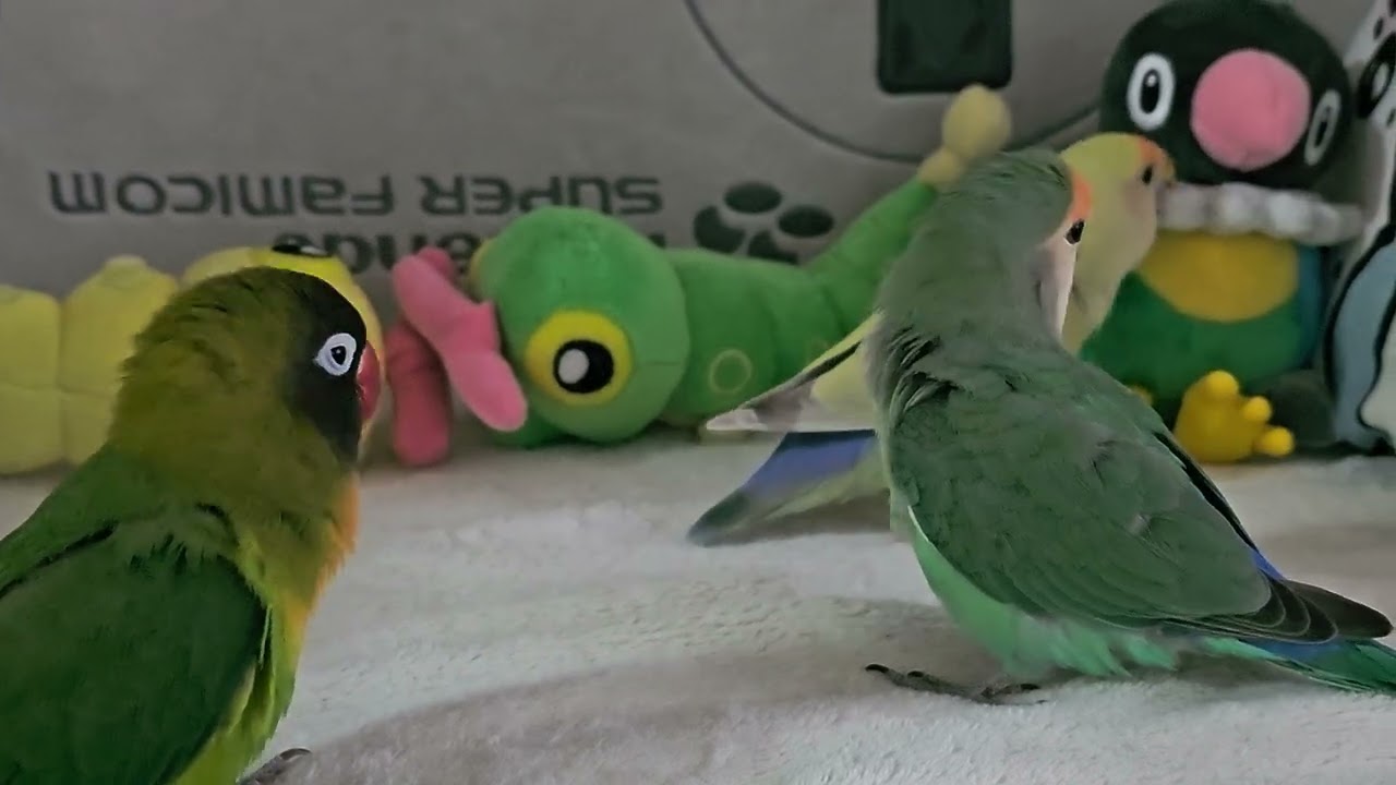 仲良くするインコ達 #lovebirds 