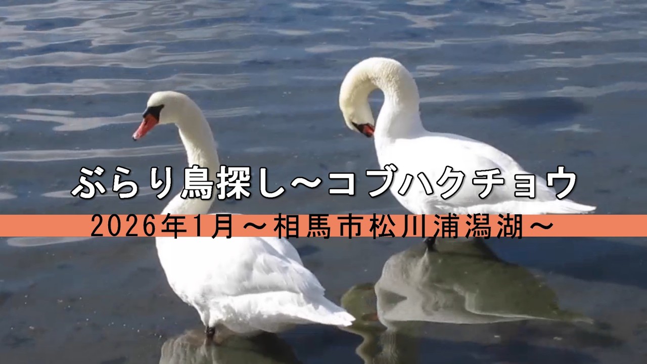 ぶらり鳥探し～コブハクチョウ　2026年1月～相馬市松川浦潟湖～