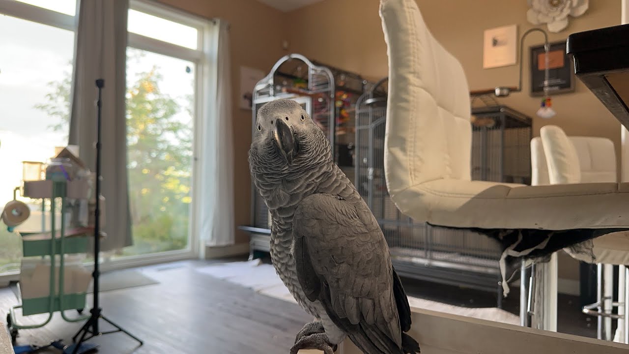 Squawk Off Live with Gizmo the Grey Bird