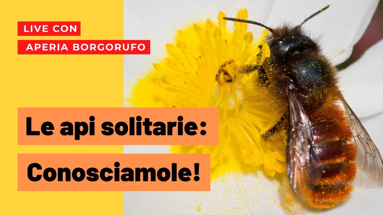 Api solitarie: quali sono? Sono in pericolo? I bee-hotel funzionano?  LIVE CON APERIA BORGORUFO