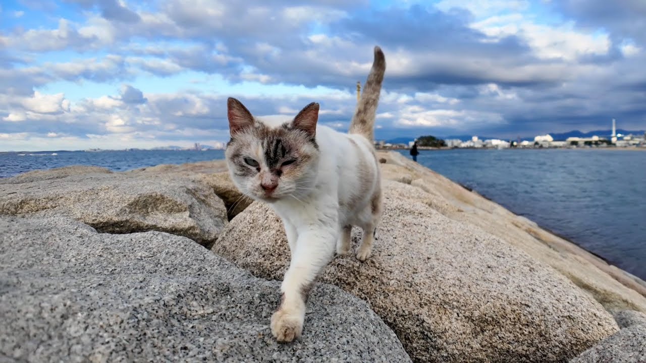 防波堤の猫ちゃんがこっちに歩いてきて足元にすり寄ってきた