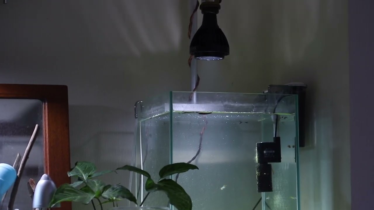 【購入品紹介】水槽用LEDのライトスタンドについて【暇人向け】