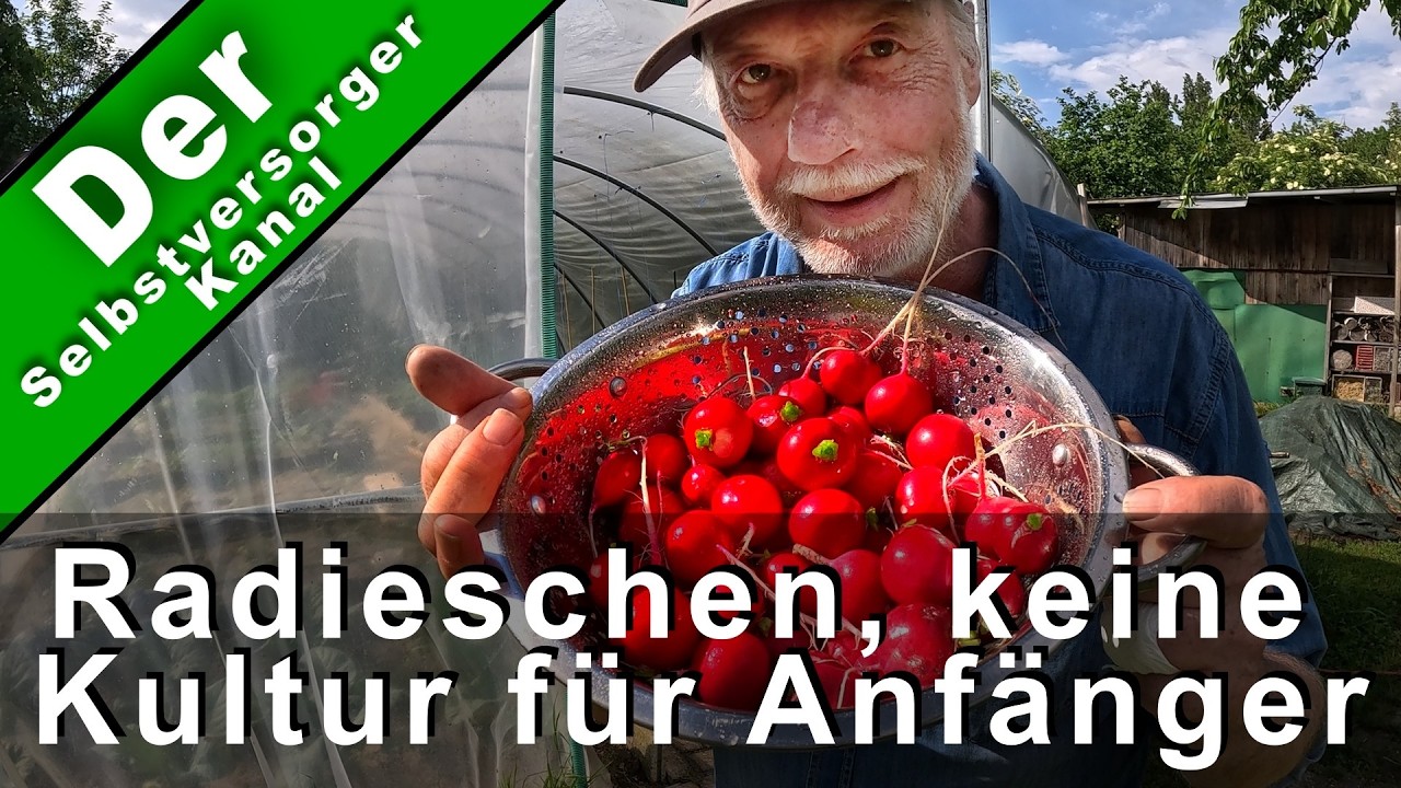 Radieschen sind keine Anfängerkultur
